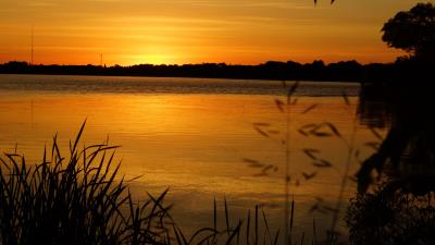 Ears forest sunset 4k wallpaper