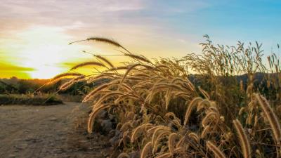 Ears grass dry 4k wallpaper