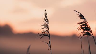Ears grass macro image 4k wallpaper