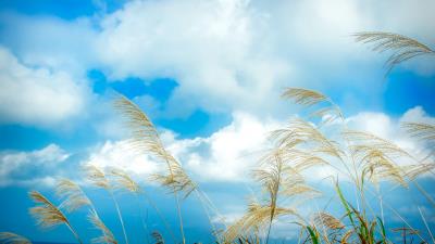 Ears grass sky 4k wallpaper