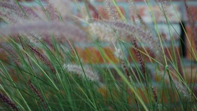 Ears grass wind 4k wallpaper