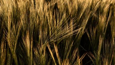 Ears grasses field image 4k wallpaper