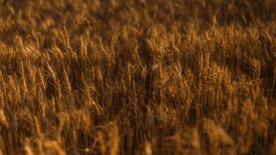 Ears of corn field grass 4k wallpaper