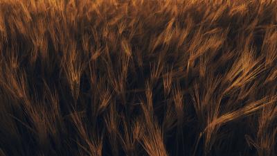 Ears wheat plant 4k wallpaper