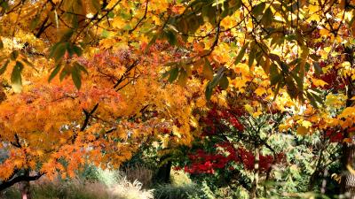 Fall trees leaves nature 4k wallpaper