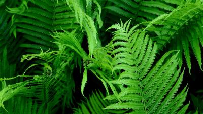 Fern branch plant image 4k wallpaper