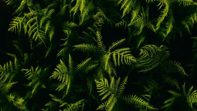 Fern branches plant 4k wallpaper
