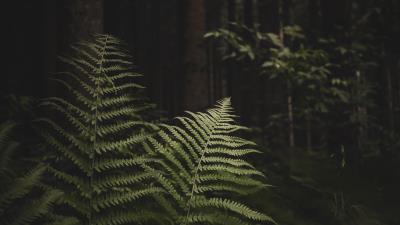 Fern branches trees 4k wallpaper