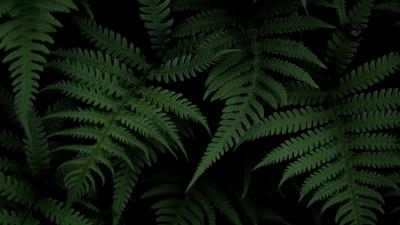 Fern bush green 4k wallpaper