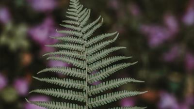 Fern leaf green 4k wallpaper
