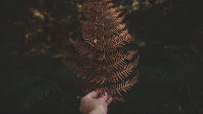 Fern leaf hand 4k wallpaper
