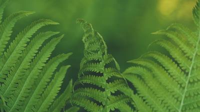 Fern leaf macro 4k wallpaper