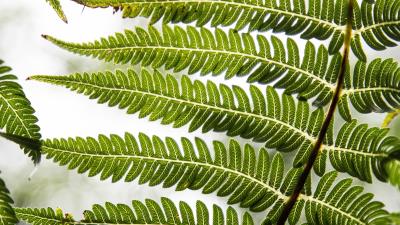 Fern leaf plant 4k wallpaper