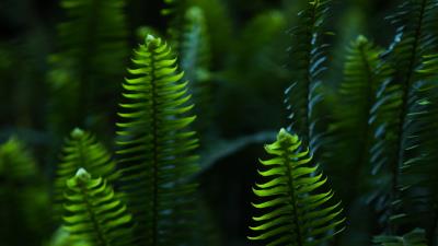 Fern leaves branches image 4k wallpaper