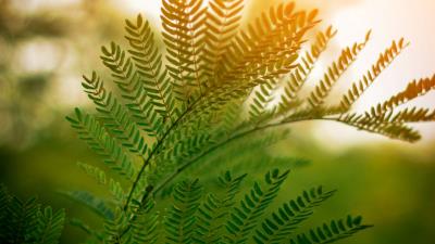 Fern leaves branches 4k wallpaper