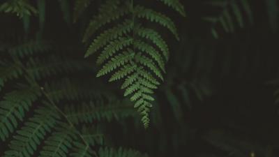 Fern leaves macro 4k wallpaper