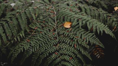 Fern leaves plant nature 4k wallpaper