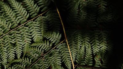 Fern leaves plant picture 4k wallpaper