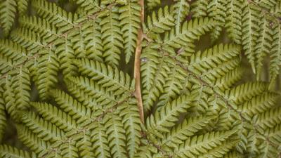 Fern leaves plant 4k wallpaper