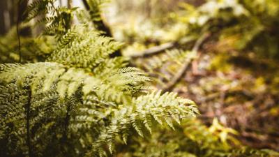 Fern leaves trees 4k wallpaper