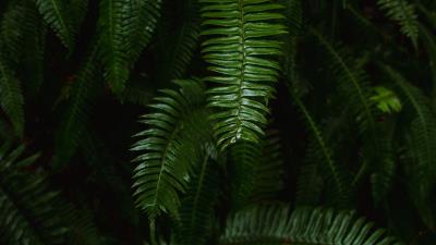 Fern plant green 4k wallpaper