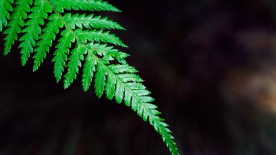 Fern plant leaf wallpaper 4k wallpaper