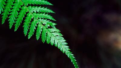 Fern plant leaf 4k wallpaper