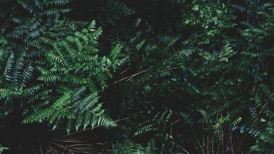 Ferns leaves plant 4k wallpaper
