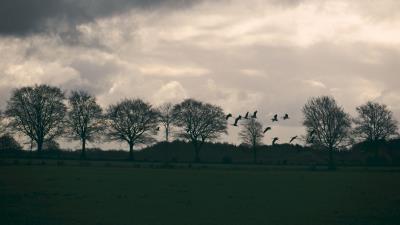 Field birds trees 4k wallpaper