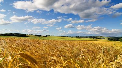 Field ears wheat sky summer cereals wallpaper 4k wallpaper