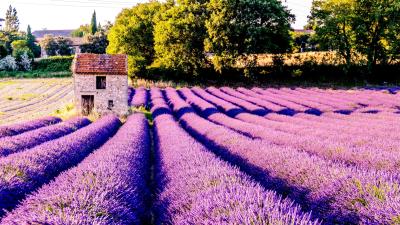 Field flowers lilac drome france 4k wallpaper