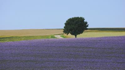 Field flowers tree carpet lila 4k wallpaper
