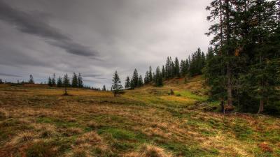 Field forest nature 4k wallpaper