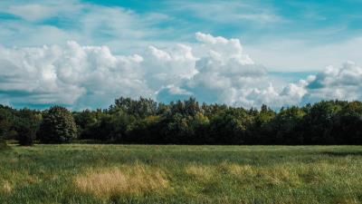 Field grass clouds trees 4k wallpaper