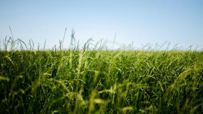 Field grass green 4k wallpaper