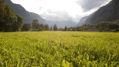 Field grass mountains 4k wallpaper