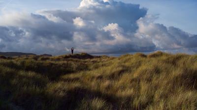 Field grass silhouette 4k wallpaper