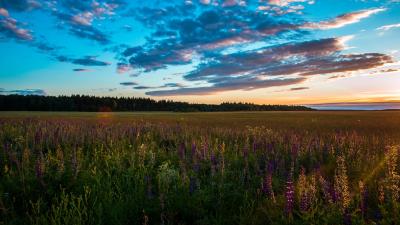 Field grass sky summer sunset 4k wallpaper