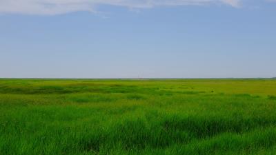 Field meadow grass 4k wallpaper