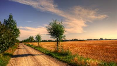 Field road trees landscape wallpaper 4k wallpaper