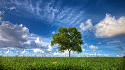 Field sky tree wallpaper 4k wallpaper