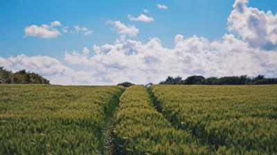 Field summer sky 4k wallpaper
