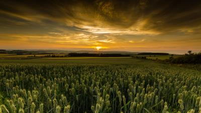 Field sunset nature 4k wallpaper