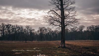 Field tree autumn 4k wallpaper