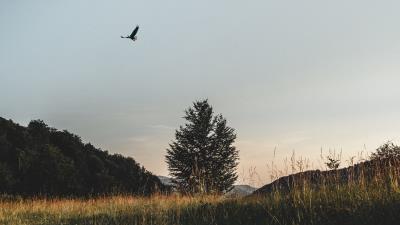 Field tree bird 4k wallpaper