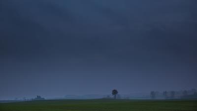 Field tree fog 4k wallpaper