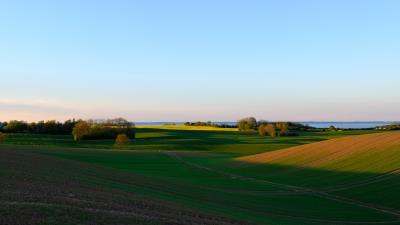 Field trees grass image 4k wallpaper