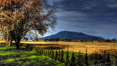 Field trees landscap 4k wallpaper