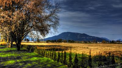 Field trees landscape wallpaper 4k wallpaper