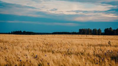 Field wheat cornflowers 4k wallpaper